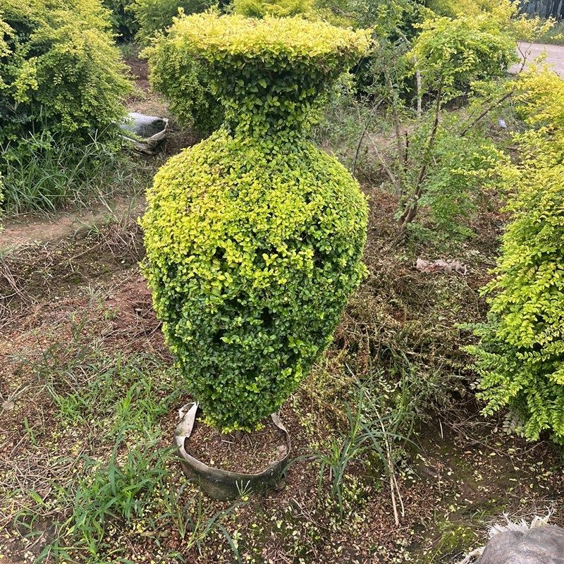 绿植耐寒棒棒糖植物金叶女真亮晶女贞棒棒糖树