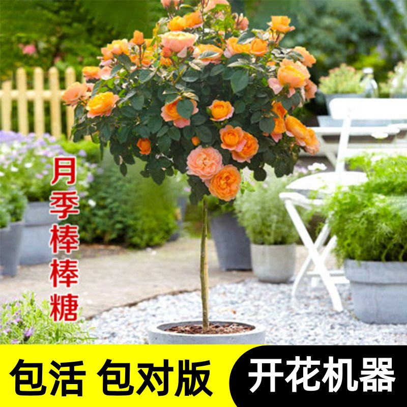 果汁阳台月季盆栽四季开花棒棒糖树桩月季老桩特大花室内红果汁