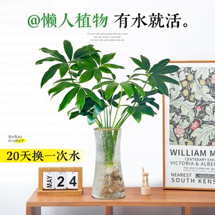 印第安羽毛水培植物盆栽室内龙鳞春羽蔓绿绒花瓶绿植客厅四季常青