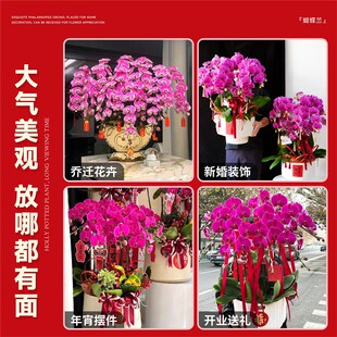 大盆蝴蝶兰盆栽带花苞花剑年宵花乔迁送礼兰花室内花卉绿植物春节