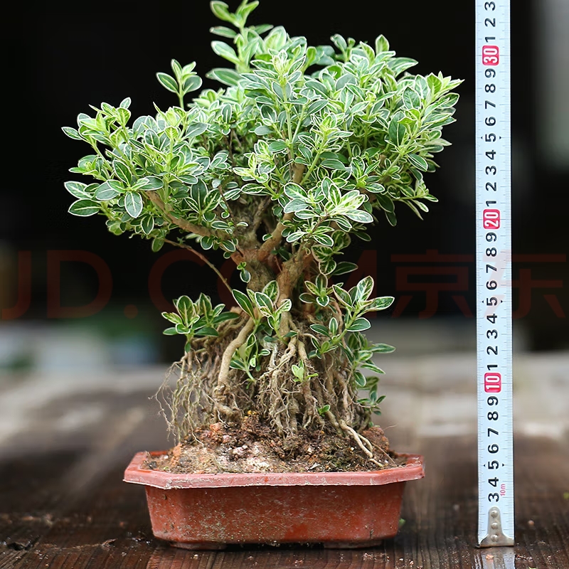 金边六月雪提根盆景老桩造型树花卉 矮霸老根易养悬崖盆栽植物