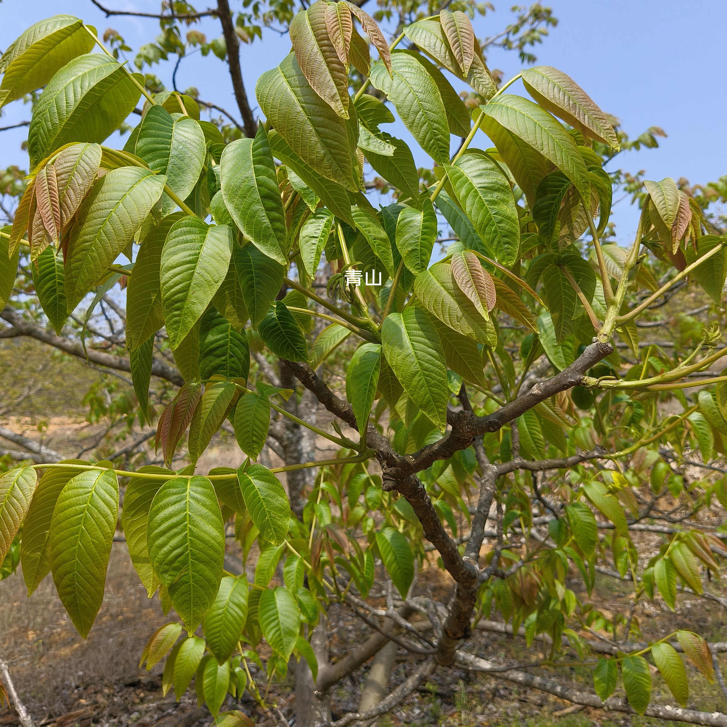 中药材核桃叶新鲜干核桃叶子山核桃树叶现摘 包邮中草药