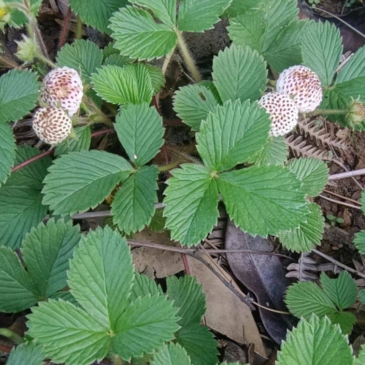 云南野生白草莓白顶果红白米泡儿菠萝蜜野草莓当季带花苞现挖发货