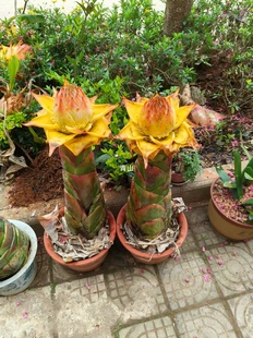 云南特色花卉地涌金莲鲜花办公桌盆栽爆款懒人可食用