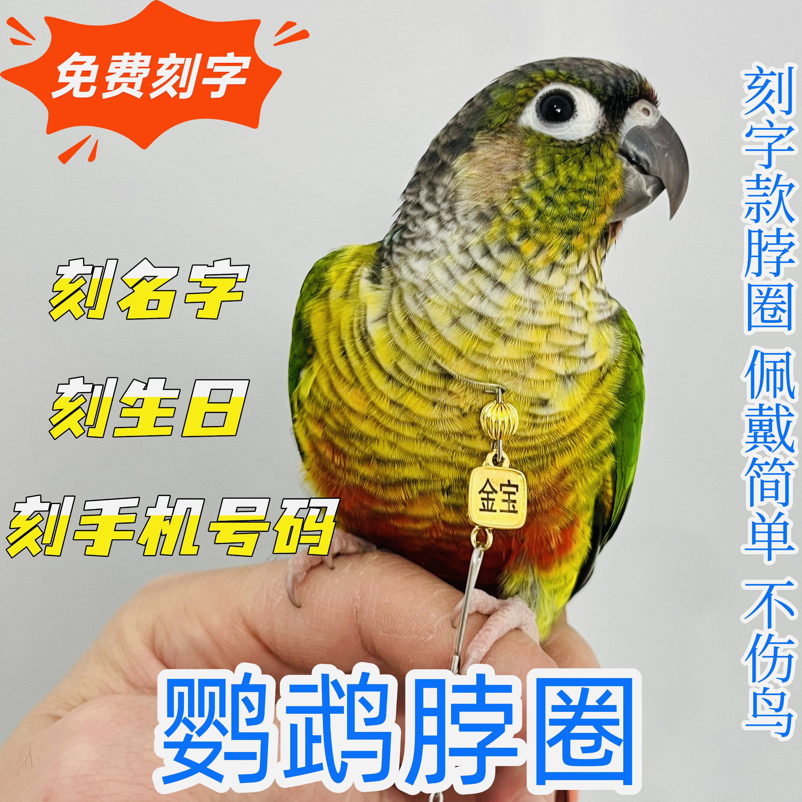 小太阳脖圈刻字款栓鸟遛鸟链子放飞绳脖套玄凤虎皮牡丹和尚金太阳,宠物/宠物食品及用品,发饰/头饰,淘宝优惠券,粉丝福利购,淘宝优惠卷