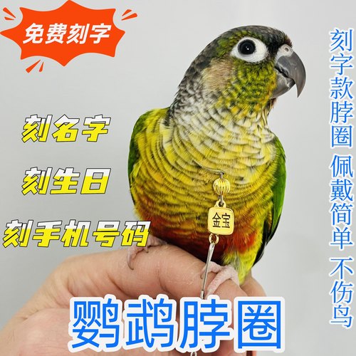 小太阳脖圈刻字款栓鸟遛鸟链子放飞绳脖套玄凤虎皮牡丹和尚金太阳