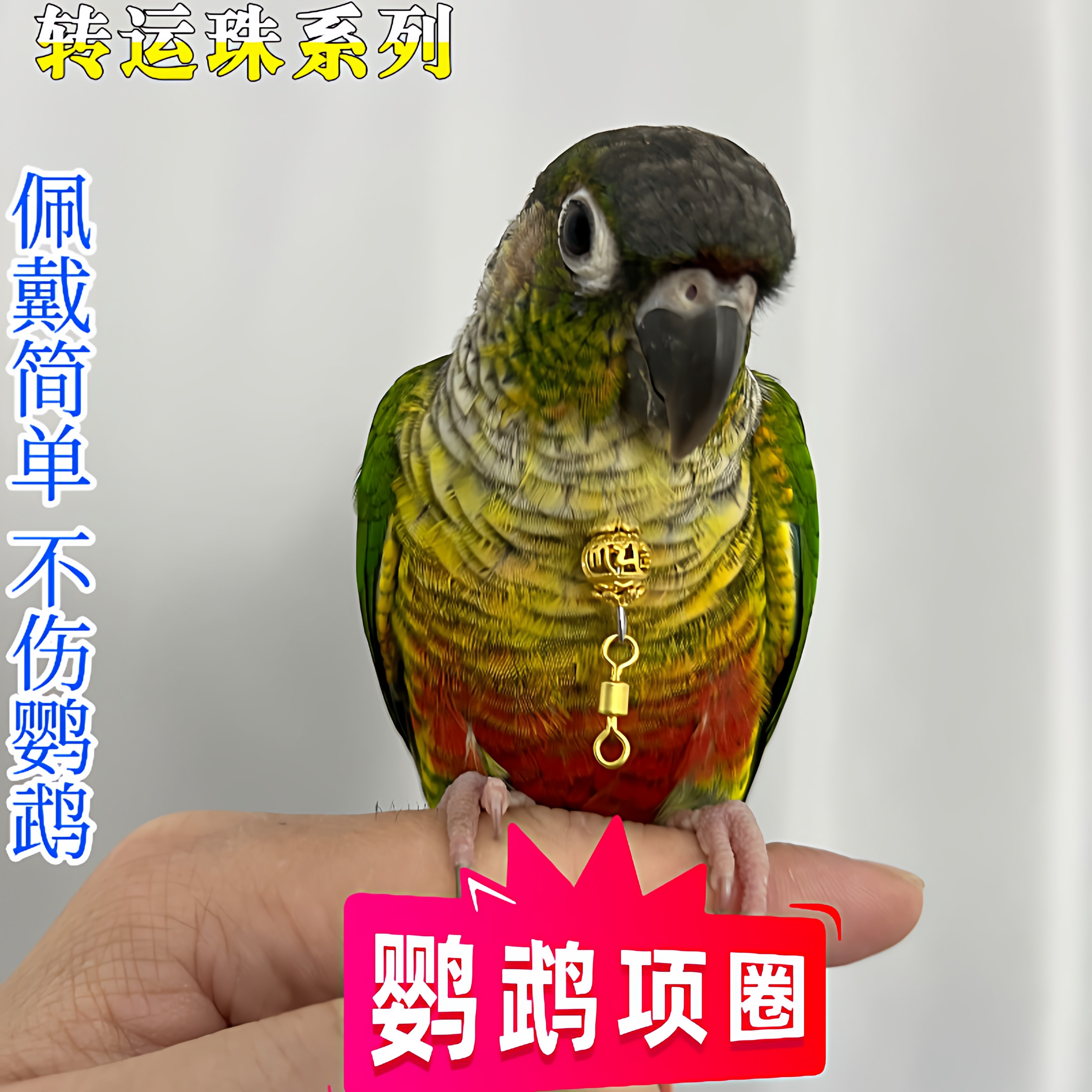鹦鹉脖圈小太阳玄凤和尚虎皮月轮鹦鹉脖套栓鸟链子牵引放飞项链