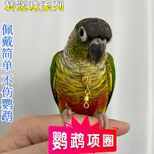 鹦鹉脖圈小太阳玄凤和尚虎皮月轮鹦鹉脖套栓鸟链子牵引放飞项链