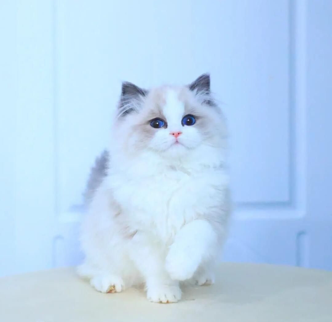 纯种布偶猫幼猫蓝双海双色仙女猫猫咪