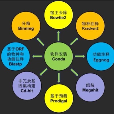 宏基因组数据组装物种注释kegg基因功能注释Binning分箱MAG进化树