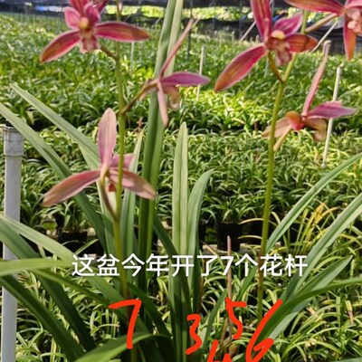 大地红 建兰四季兰细叶大花 浓香 花高出架 非常好养