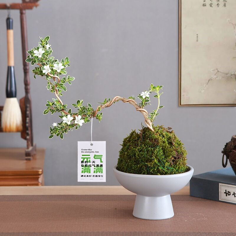 悬崖六月雪可造型盆栽办公室桌摆自由DIY小盆景禅意摆件水养观叶