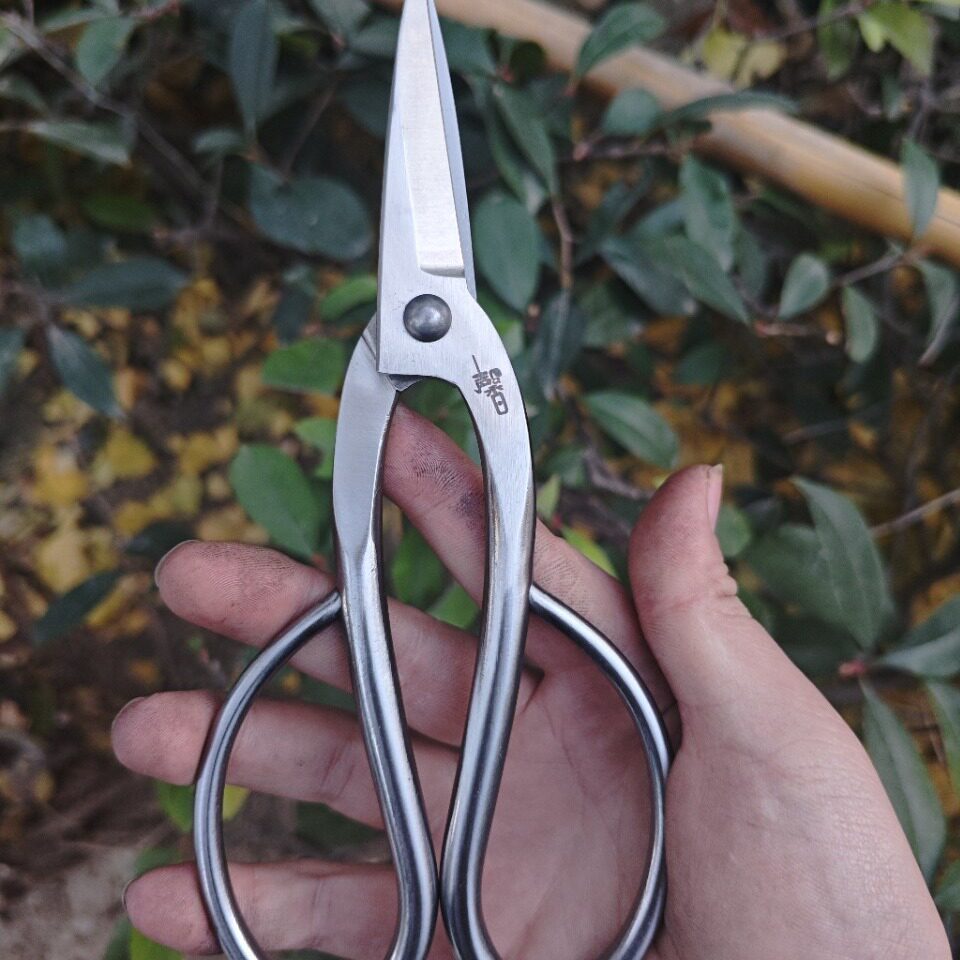 盆景工具细枝嫩叶不锈钢叶芽剪修枝剪牙剪巧剪月季园艺剪花卉