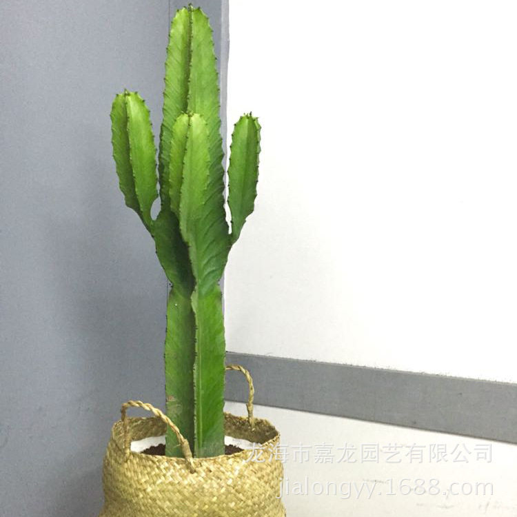 大戟阁沙生景观植物仙人柱 室内外绿化盆栽1.2-1.5分叉仙人掌景观