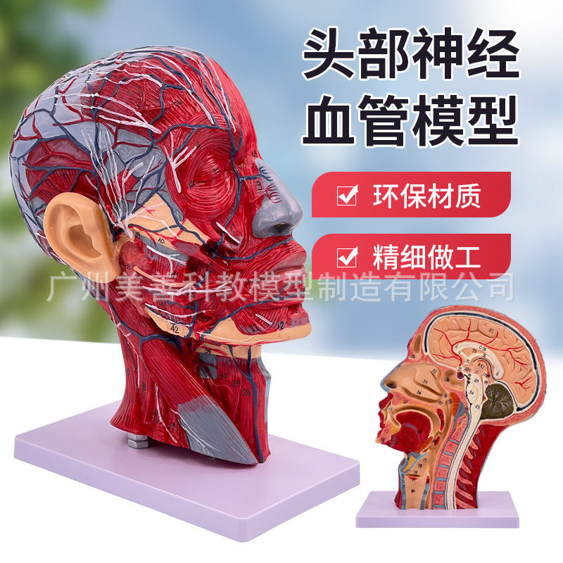 人体头部浅表神经血管模型 头部矢状剖面切面附血管神经模型