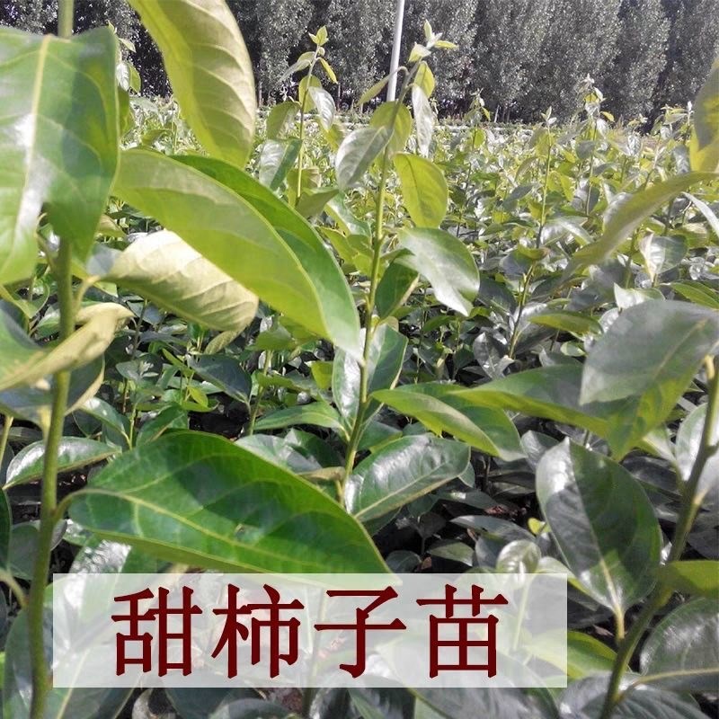 脆甜柿子树苗嫁接不暖摘下就吃耐寒地栽庭院盆栽阳台南北方种植