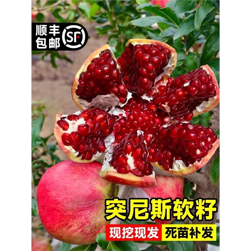 石榴树苗番石突尼斯软籽无子四季庭院盆景栽特大甜带土石榴果树苗