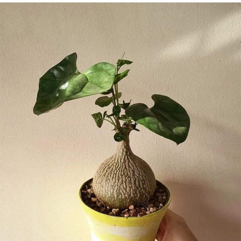 睡布袋仙人球块根植物网红绿植爬藤花卉室内盆栽花卉仙人掌好养活