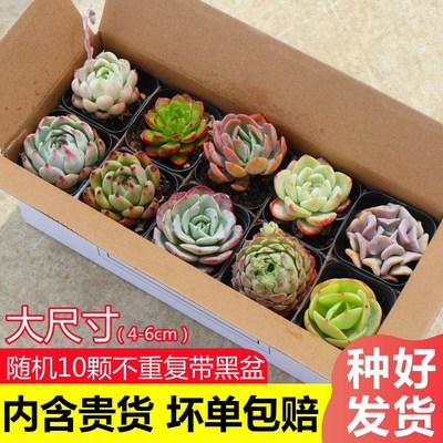 多肉植物大颗好养组合室内盆栽套餐带盆带土栽好大株肉肉植物新手