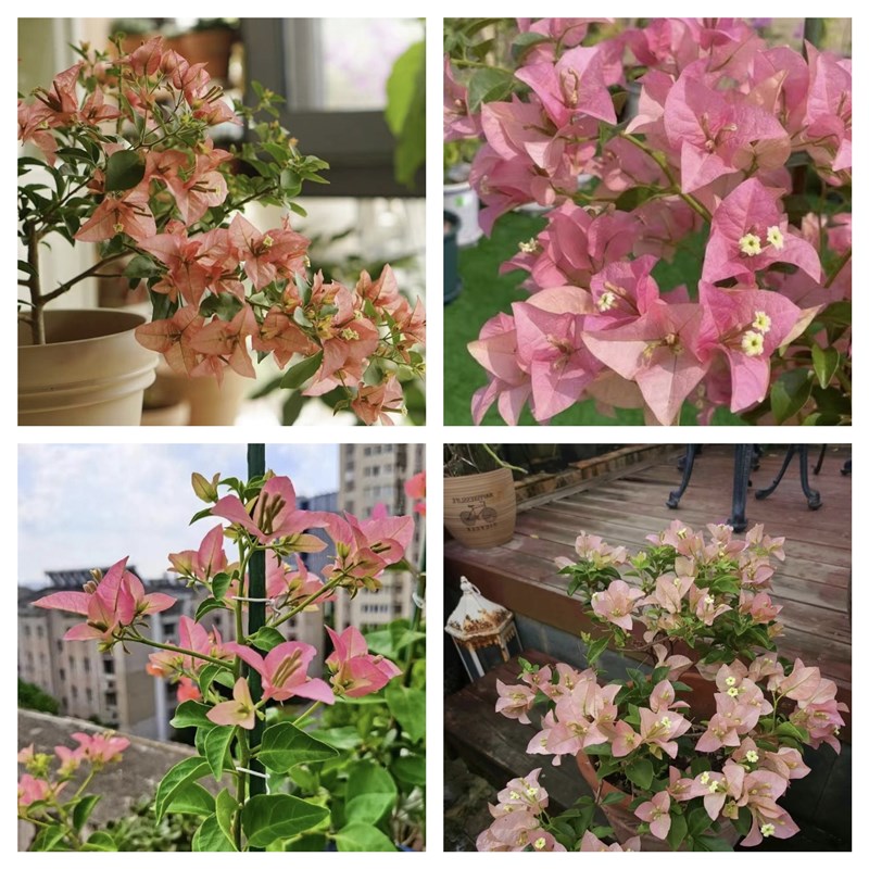 卡亚塔三角梅勤花新品种绿植鲜带花盆栽爬藤植物四季开花卉包邮