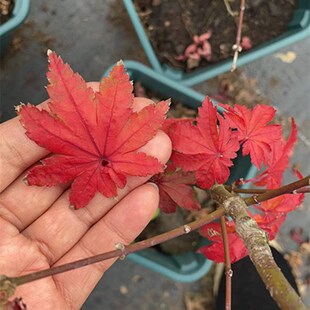 枫树 夏金   夏季黄绿色 阳台盆栽  花园地栽枫树