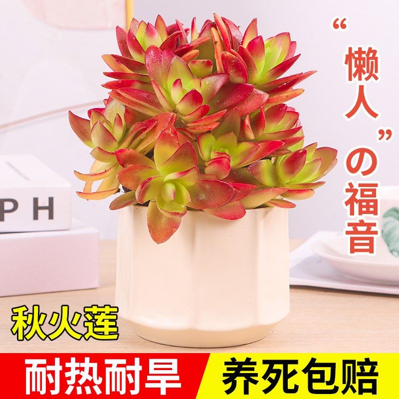 秋火莲火祭多肉植物盆栽花卉室内桌面四季好养多肉组合多头肉肉
