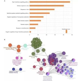TCGA数据库挖掘KEGG 5思路 单细胞测序生信3 医学生信分析