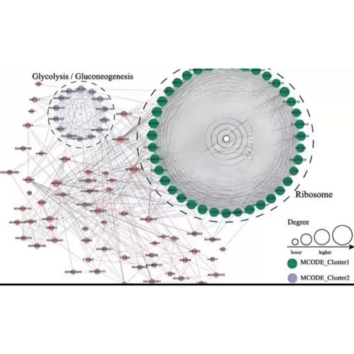 孟德尔随机化分析指导\meta医学讲解\生信分析\R语言\一对一远程\