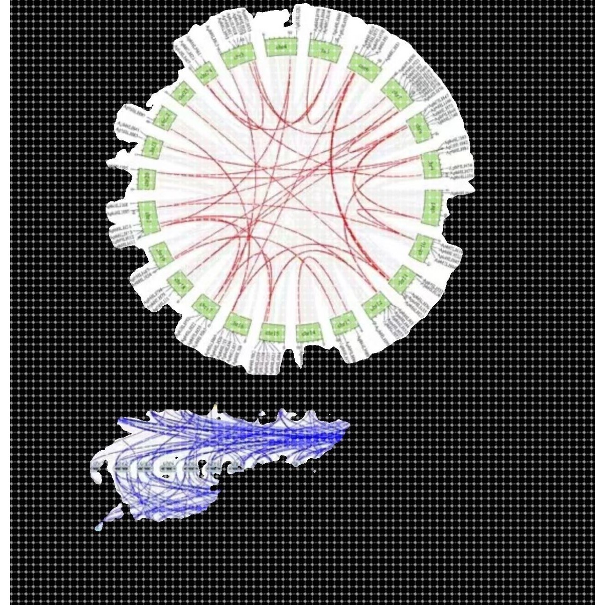 基因家族全套分析 物种内共线性分析 物种间共线性分析 基因染色