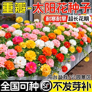 重瓣太阳花种籽四季种植好种易活多年生家庭阳台花海景观花卉种子