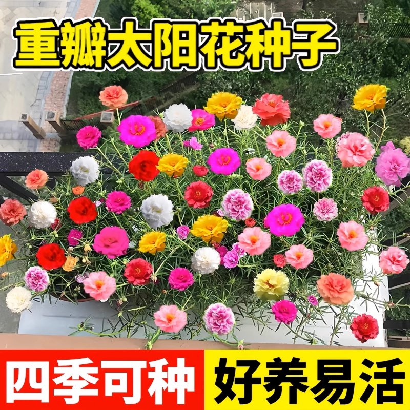 重瓣太阳花种籽四季种植好种易活多年生家庭阳台花海景观花卉种子