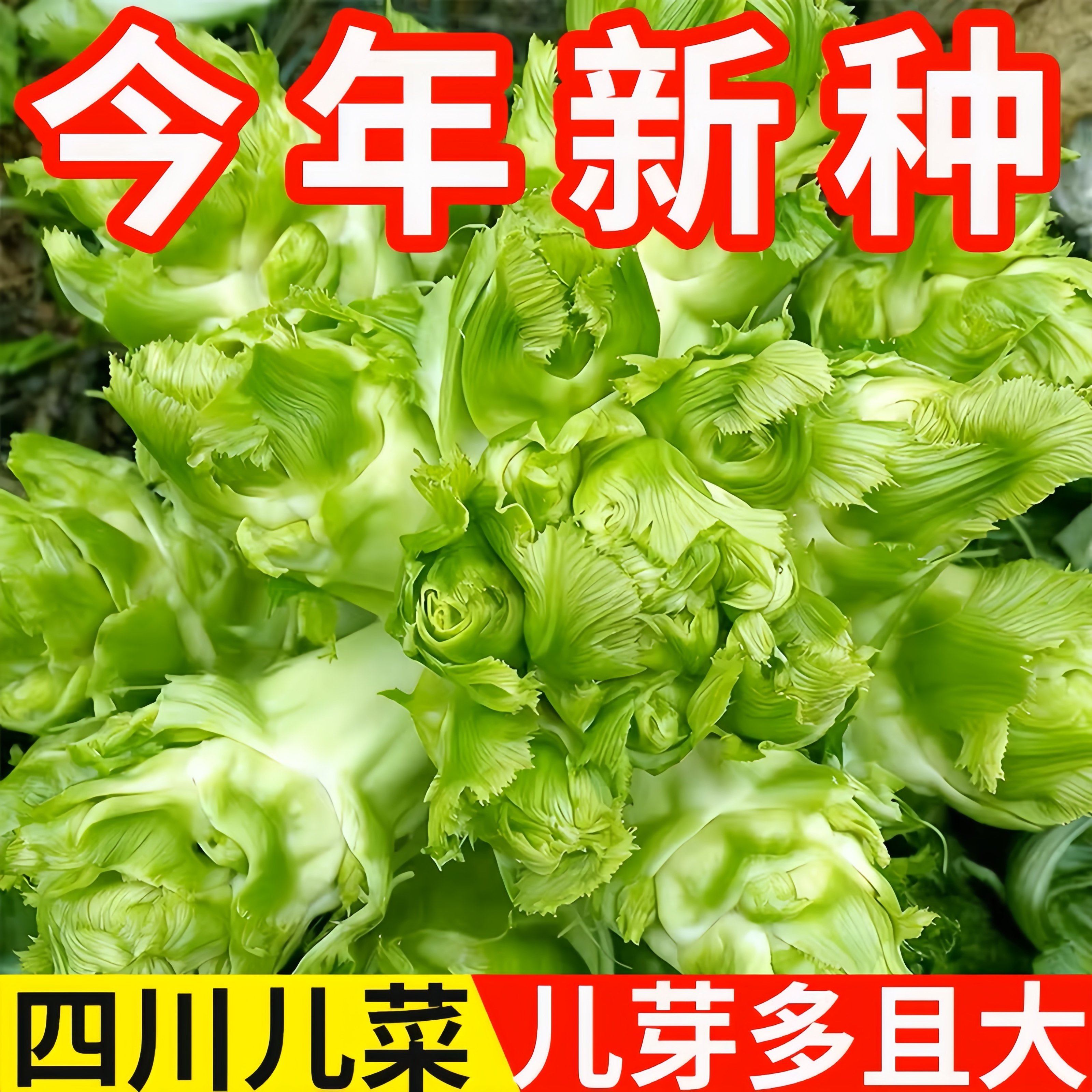 儿菜种籽娃娃菜抱子芥菜四季秋冬南北方露地阳台好养蔬菜种籽大全,鲜花速递/花卉仿真/绿植园艺,家庭园艺种子,淘宝优惠券,粉丝福利购,淘宝优惠卷
