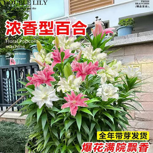 香水百合种球黄天霸特大百合种植苗盆栽花卉绿植耐寒好养易活