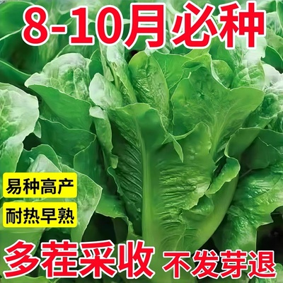 孔雀菜种籽蔬菜种子大全阳台盆栽南北方种植奶油紫叶罗马生菜