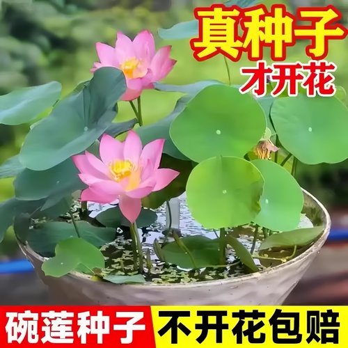 水培碗莲种子四季睡莲荷花水养植物种藕缸养盆栽铜钱草花卉种籽孑