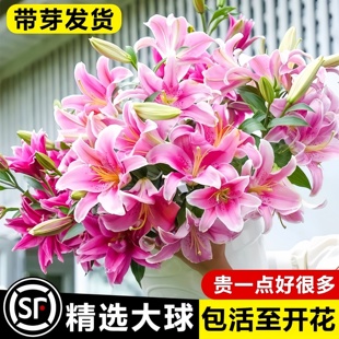 进口香水百合花种球重瓣好养四季种植鲜花盆栽绿植物庭院花种籽子