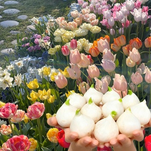 进口郁金香种球五5度球地栽100个批发种子混色水培植物室内花盆栽
