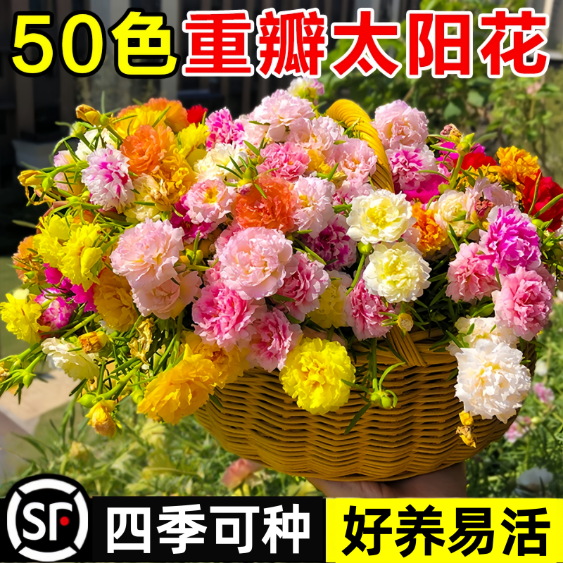 重瓣太阳花种籽四季种植好种易活多年生家庭阳台花海景观花卉种子