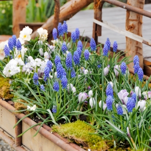 5颗进口葡萄风信子种球土养水培盆栽四季阳台花卉百合种子多年生