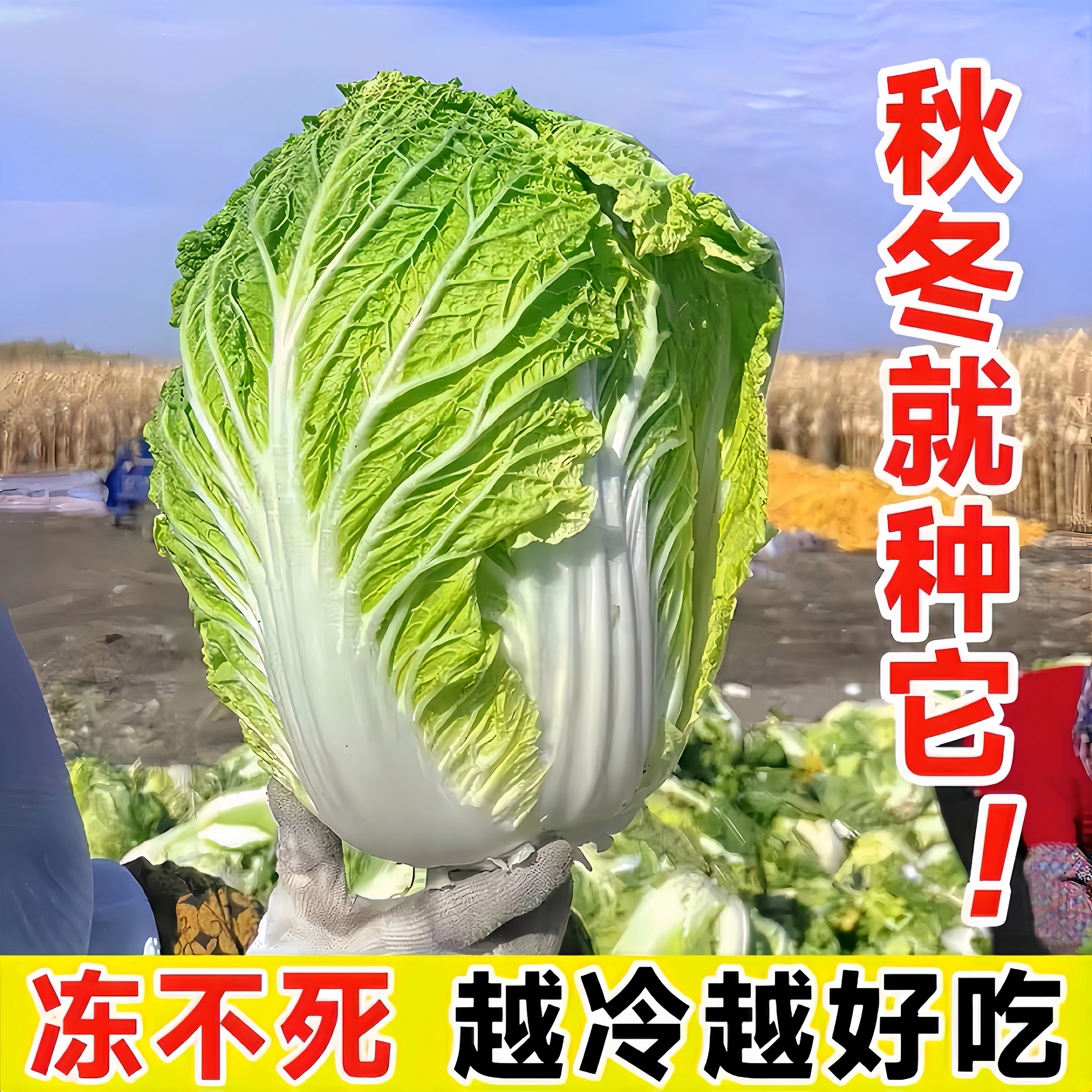 秋播大白菜种子冬储王18斤东北高产特大抗病耐寒耐储藏越冬白菜籽