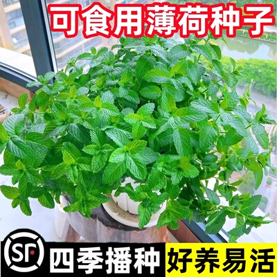 薄荷种籽子花卉盆栽可食用猫薄荷阳台室内外植物四季花种蔬菜种孑