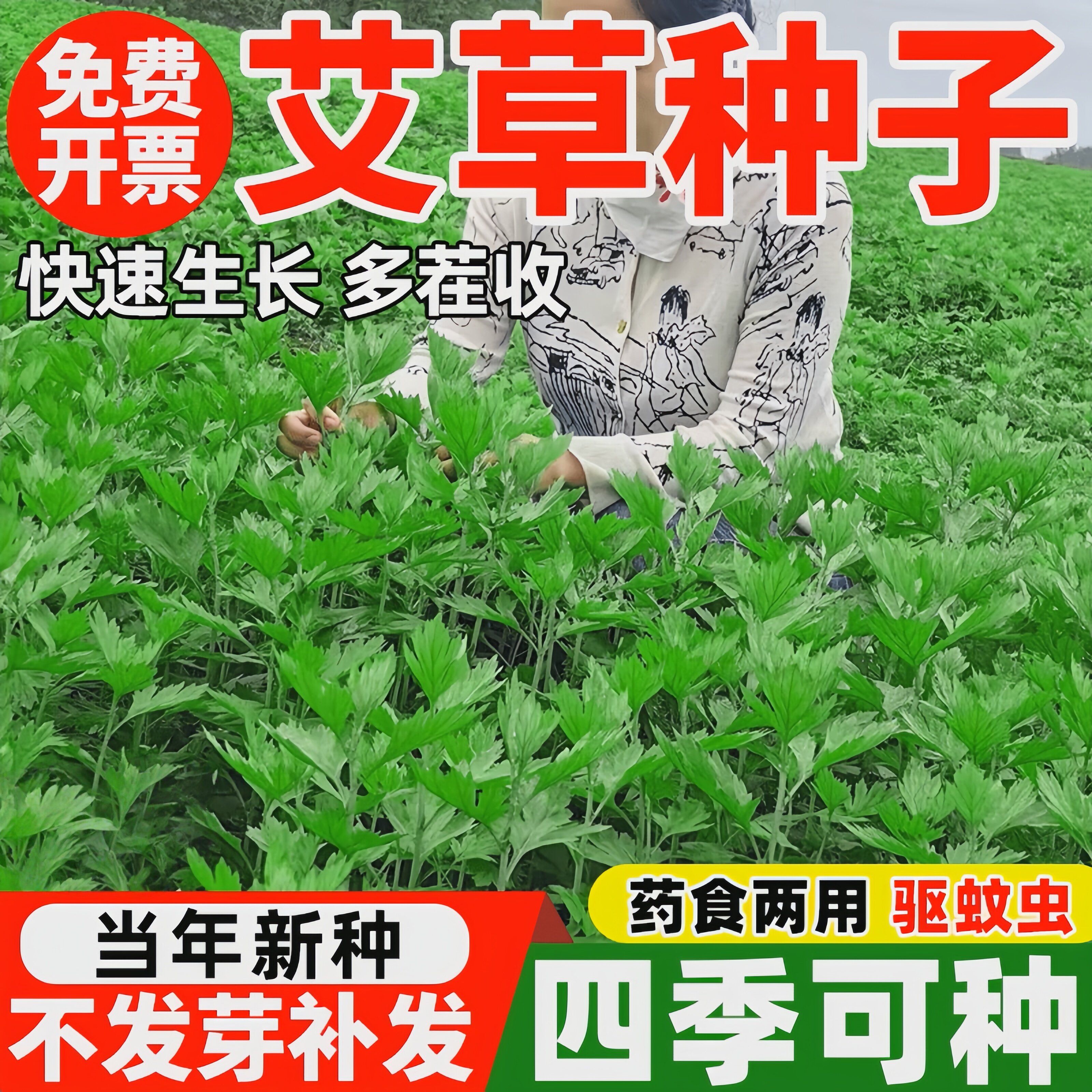 艾草种子食用药用驱蚊草艾叶种籽野生大小叶艾蒿青蒿种植四季驱蚊