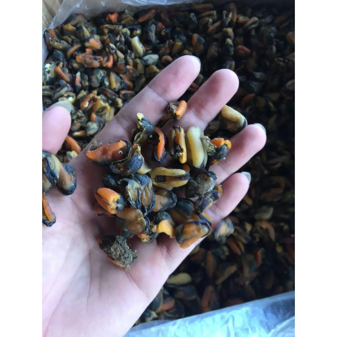 淡菜干500g干货特级福建省海虹干食用水产特产海鲜贻贝干无盐野生