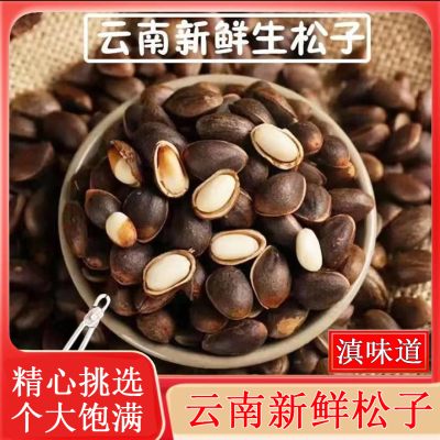 云南新鲜松子散装大颗粒落水湿松