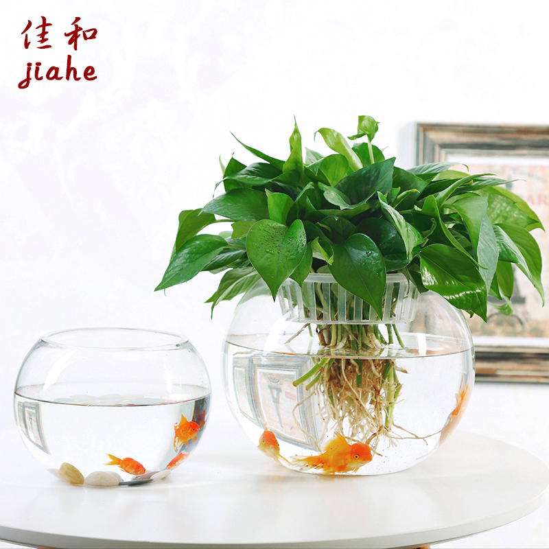 大号玻璃水培植物花盆办公室桌面水养绿箩铜钱草花瓶圆形透明鱼缸