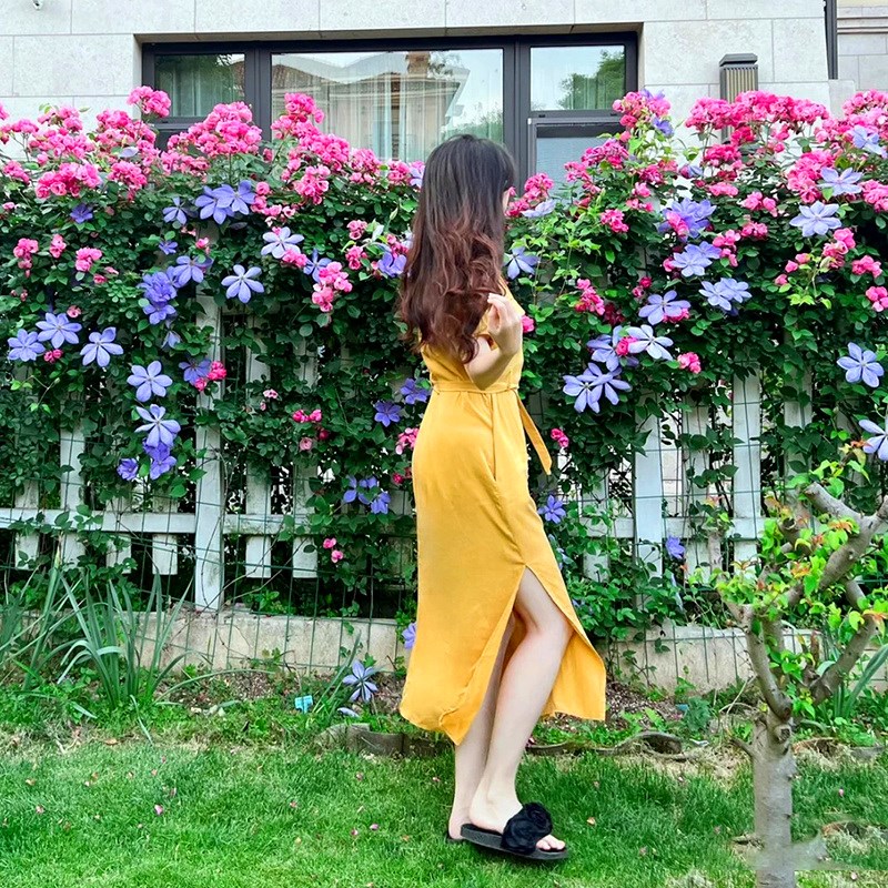 铁线莲大苗爬藤植物多季重瓣大花攀爬庭院耐寒爬墙花阳台盆栽带花