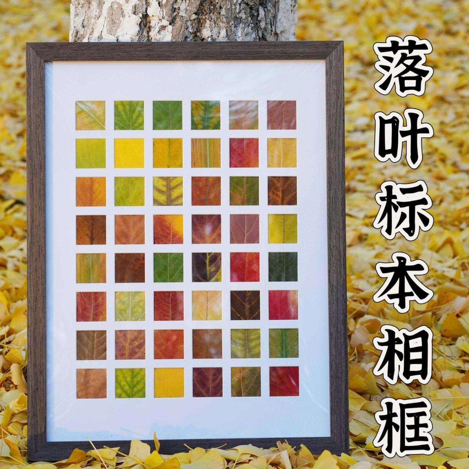 落叶树叶标本相框手工diy