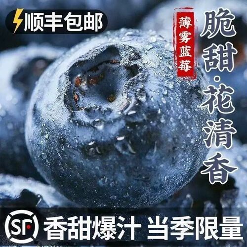 现摘正宗丹东头茬L25花香蓝莓露天蓝莓整箱当季水果孕妇宝宝辅食