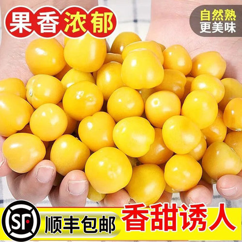 【顺丰包邮】现摘姑娘果灯笼果菇娘当季新鲜水果产地直发一整箱