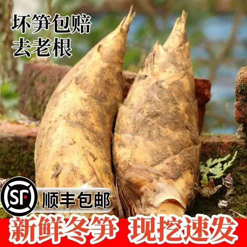 【顺丰包邮】2025年冬笋新鲜现挖带壳冬笋春笋大笋甜笋黄泥拱笋